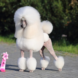 #ПроШоуСобак