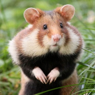 Любители Фанты