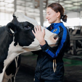 Увлекательные коровы 🐄