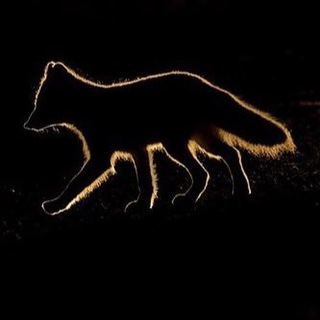 Модный звук