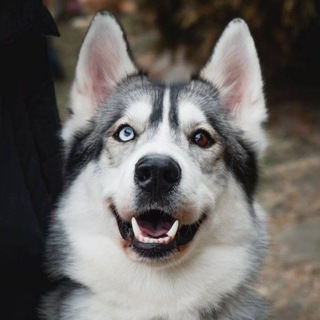 Серая туча🐺