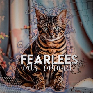 🌿fᥱᥲrᥣᥱᥱs ᥴᥲᴛsᶜʰᵃᶰᶰᵉᶫ