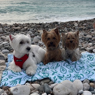 Ирина Артамонова