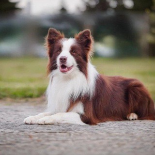 вслед за ушастым 🐾