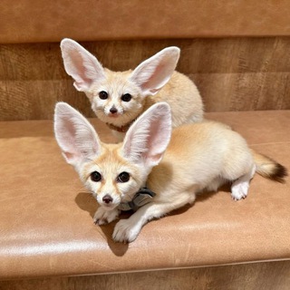 Фенеки и другие лисы