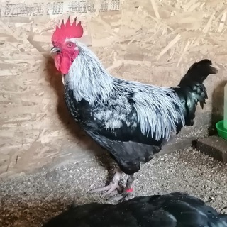 Птицеводство Спб Куроцарство . Инкубационное яйцо , цыплята , куры