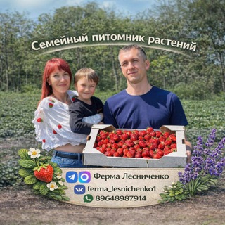 Ферма Лесниченко 🍓Выращивание клубники, саженцы 🌱