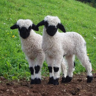 Фермер в Гуччи🌱