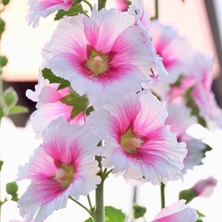 Цветочная фея