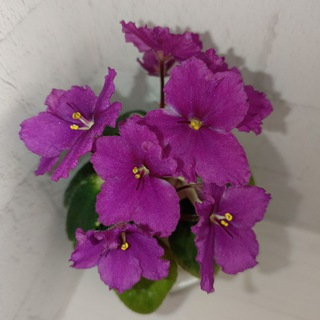 ЦветничОК // Фиалки // Цветы