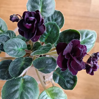 🌺Сортовые Фиалки - Юнус-Абад 🌺