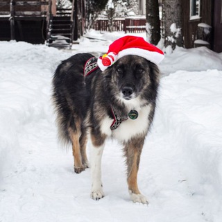 Fighter_Malinois_k9❤️‍🔥