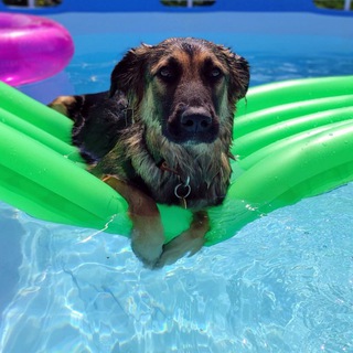 Неудобная Фиона🐕🐈