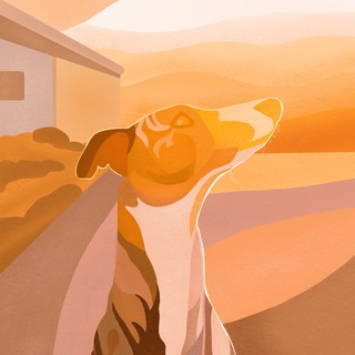 FIRE FIELD | питомник уиппетов