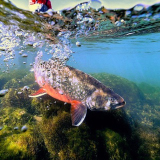 О рыбалке 🐟