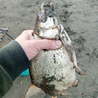 Золотой сазан🦈