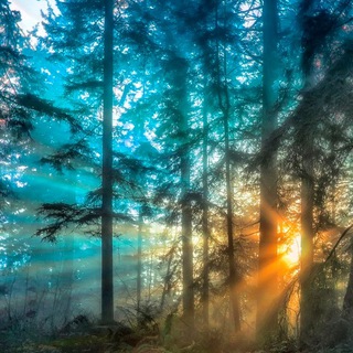 КОМПАНИЯ ФИТОЛАЙН