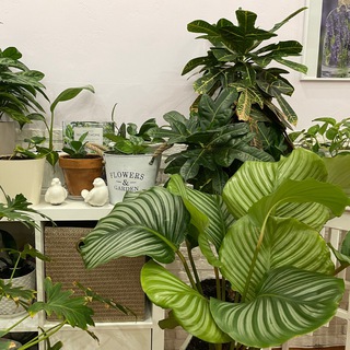 Все о растениях