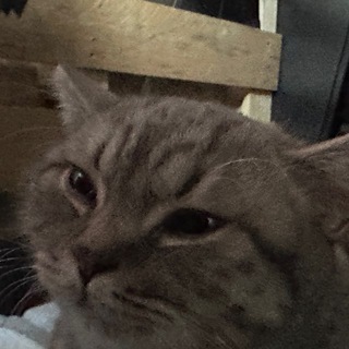 Флоги (и чуть-чуть Мальто)