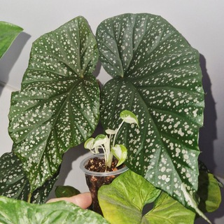 Цветочный атлас🌺