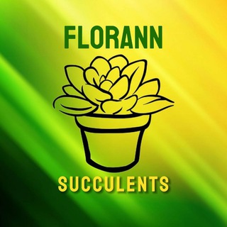ФлорАНН_Суккуленты