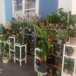 Флориссима | Мариуполь