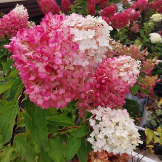 Продажа растений🌺☘💐