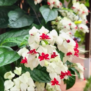 ❤️Цветник в квартире 🪴