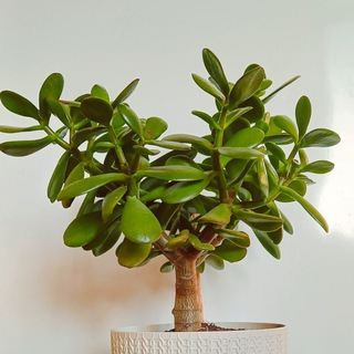 Цветочный доктор🪴👩‍⚕️ и не только😉