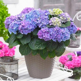 Цветы в саду.