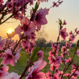 Flowers - plants 🌱 комнатные растения, домашние цветы