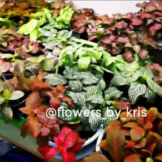 🪴Растения Цветы Уфа