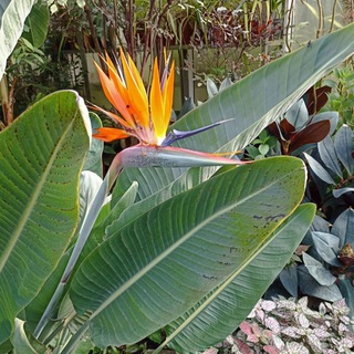 С цветами по жизни