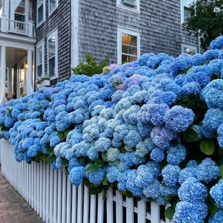 Цветочки по низкой цене 🌱🔥Традесканции, колеусы, каллизии, гортензии и многое другое