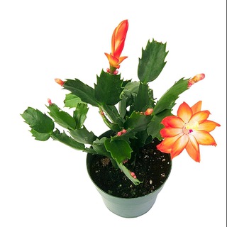 Цветы. Подарки. Сувениры.