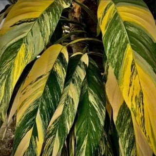 Цветы мИра 🌿