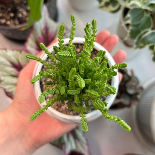 Растения цветочной феи 🌿🧚