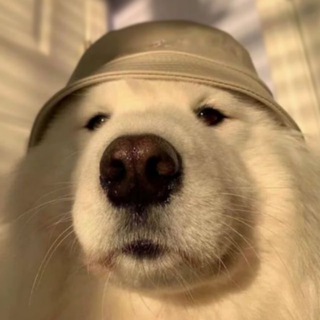 Пушистое безумие