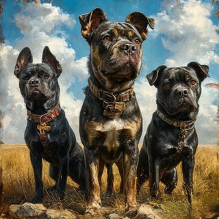 Планета Собак