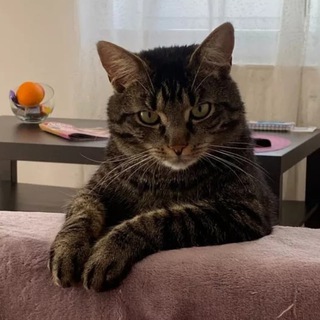 Берлога FlystaniMd