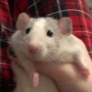 фут фетиш | рыжик