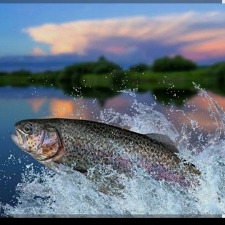 Форель охлаждённая 🐟 Курск