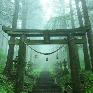 Лесные пейзажи reborn🌲