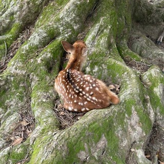 в объятиях леса