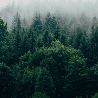 Лесной эталон: ESG, устойчивое развитие, экомаркировка