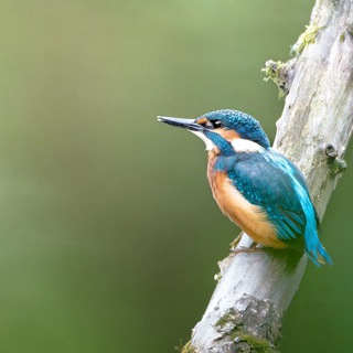 Отморозок у реки