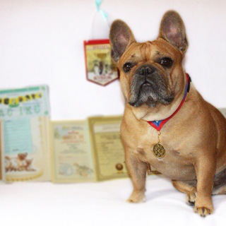 Французские бульдоги