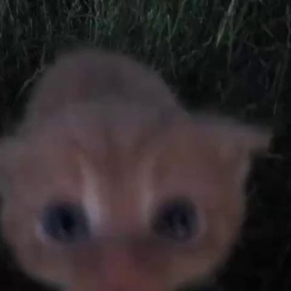 Фришки от мейджикмена