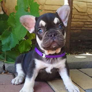 Щенки французского бульдога. Продажа.