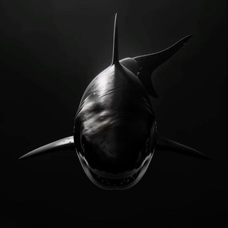 FRESH MINIMAL SHARK